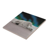 Polar Bear Resting Fliese (Seite)