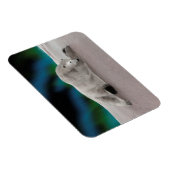 Polar Bear Resting Magnet (Rechte Seite)