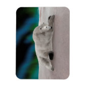 Polar Bear Resting Magnet (Vertikal)