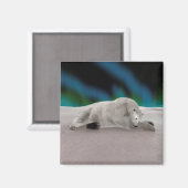 Polar Bear Resting Magnet (Vorderseite/Rückseite)