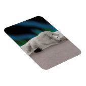 Polar Bear Resting Magnet (Rechte Seite)