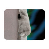 Polar Bear Resting Magnet (Horizontal)