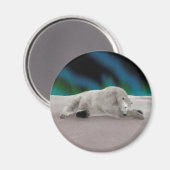 Polar Bear Resting Magnet (Vorderseite/Rückseite)