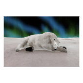 Polar Bear Resting Poster (Vorderseite)