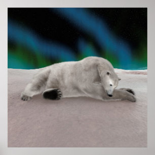 Polar Bear Resting Poster