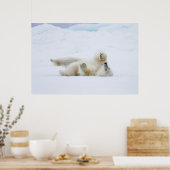Polar bear rolling in snow, Norway Poster (Küche)