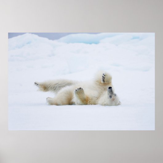 Polar bear rolling in snow, Norway Poster (Vorne)