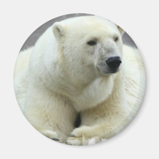Polar Bear Round Magnet (Vorne)