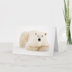 Polar Bear Ruhen auf Hudson Bay Ice Feiertagskarte