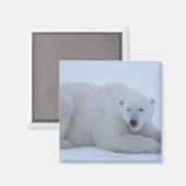 Polar Bear Ruhen im Schnee Magnet (Vorderseite/Rückseite)