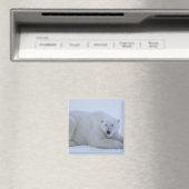 Polar Bear Ruhen im Schnee Magnet (In Situ (Geschirrspüler))
