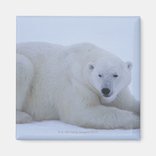 Polar Bear Ruhen im Schnee Magnet (Vorne)