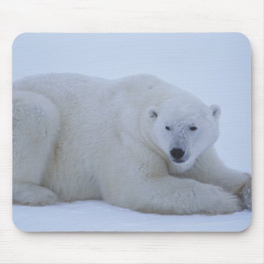 Polar Bear Ruhen im Schnee Mousepad (Vorne)