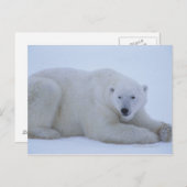 Polar Bear Ruhen im Schnee Postkarte (Vorne/Hinten)
