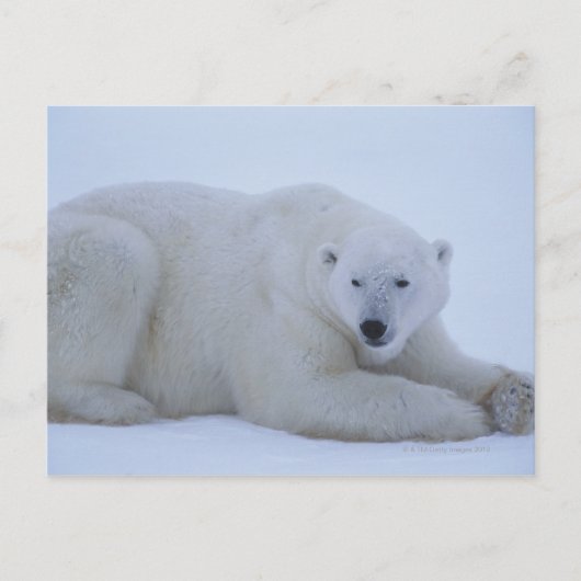 Polar Bear Ruhen im Schnee Postkarte (Vorderseite)