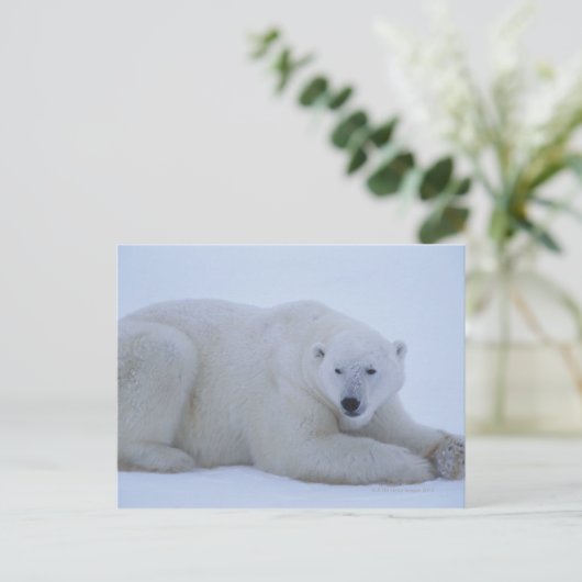 Polar Bear Ruhen im Schnee Postkarte (Stehend Vorderseite)