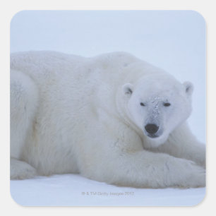 Polar Bear Ruhen im Schnee Quadratischer Aufkleber