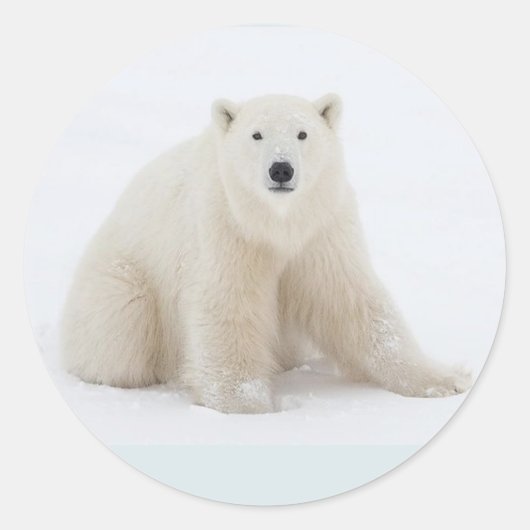 Polar Bear Runder Aufkleber (Vorderseite)