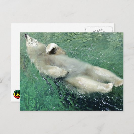 Polar Bear Schwimmen auf seiner Rückseite Postkarte (Vorne/Hinten)