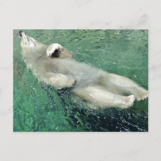 Polar Bear Schwimmen auf seiner Rückseite Postkarte (Vorderseite)