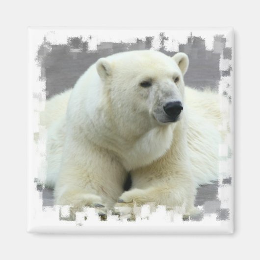 Polar Bear Square Magnet (Vorne)
