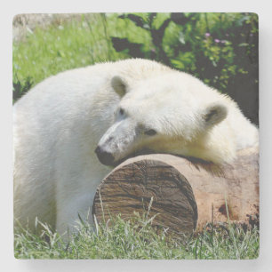 Polar Bear Steinuntersetzer