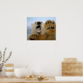 polar bear, Ursus maritimus, curiously looks Poster (Küche)
