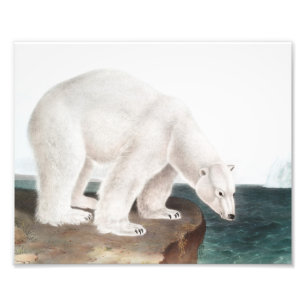 Polar Bear (Ursus maritimus) Illustration Fotodruck