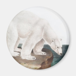 Polar Bear (Ursus maritimus) Illustration Magnet