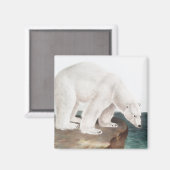 Polar Bear (Ursus maritimus) Illustration Magnet (Vorderseite/Rückseite)