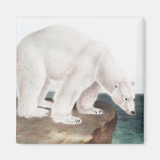 Polar Bear (Ursus maritimus) Illustration Magnet (Vorne)
