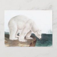 Polar Bear (Ursus maritimus) Illustration