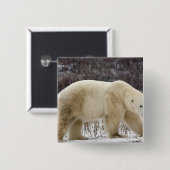 Polar Bear Ursus maritimus) in Churchill Button (Vorne & Hinten)
