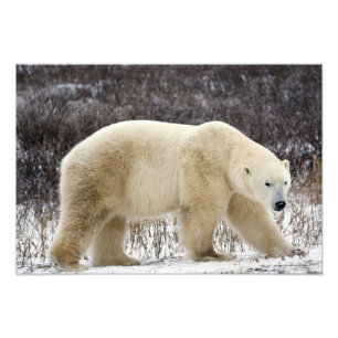 Polar Bear Ursus maritimus) in Churchill Fotodruck