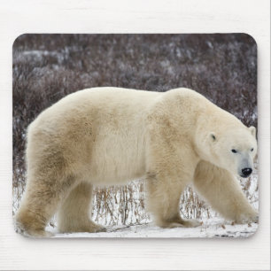 Polar Bear Ursus maritimus) in Churchill Mousepad