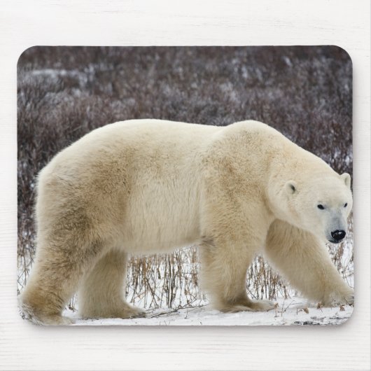 Polar Bear Ursus maritimus) in Churchill Mousepad (Vorne)