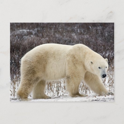 Polar Bear Ursus maritimus) in Churchill Postkarte (Vorderseite)
