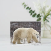 Polar Bear Ursus maritimus) in Churchill Postkarte (Stehend Vorderseite)