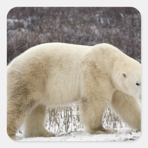 Polar Bear Ursus maritimus) in Churchill Quadratischer Aufkleber
