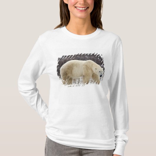Polar Bear Ursus maritimus) in Churchill T-Shirt (Vorderseite)