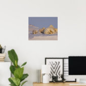 polar bear, Ursus maritimus, sow playing Poster (Heimbüro)