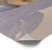 polar bear, Ursus maritimus, sow playing with Poster (Ecke)