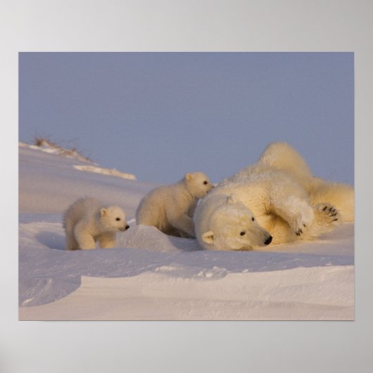 polar bear, Ursus maritimus, sow playing with Poster (Vorne)