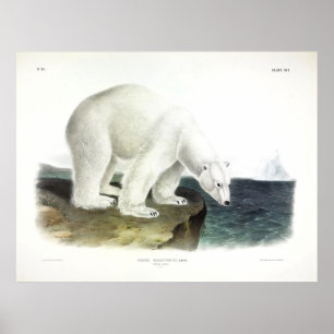 Polar Bear (Ursus Maritimus) von Audubon Poster