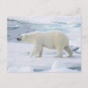 Polar bear walking, Norway Postkarte