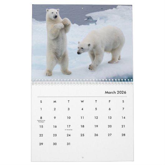Polar Bear Wall Calendar Kalender (Mär 2026)