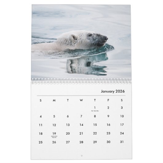 Polar Bear Wall Calendar Kalender (Jan 2026)
