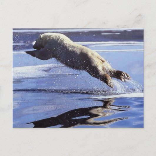 Polar Bear Wildlife Series #13 Postcard Postkarte (Vorderseite)