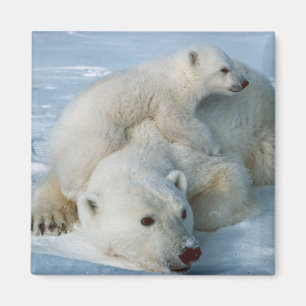 Polar_bear_with_cub Bärenliebhaber Magnet