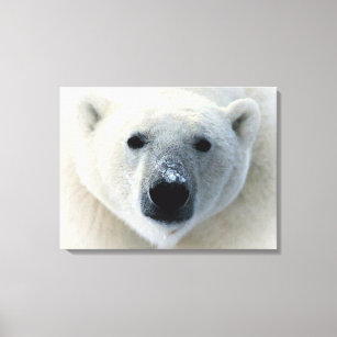 Polar Bear Wrapped Canvas Leinwanddruck